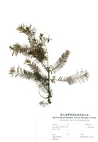 藏品(美國落葉松)的圖片